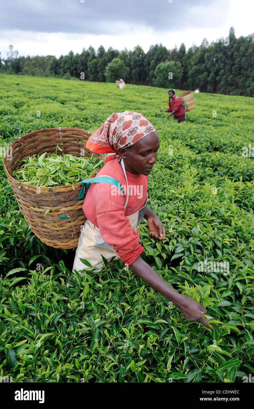 Africa KENYA Tigoni , tea harvest at fairtrade tea garden in the
