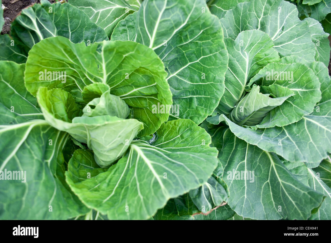 Organic cabbage crop Stock Photo Alamy