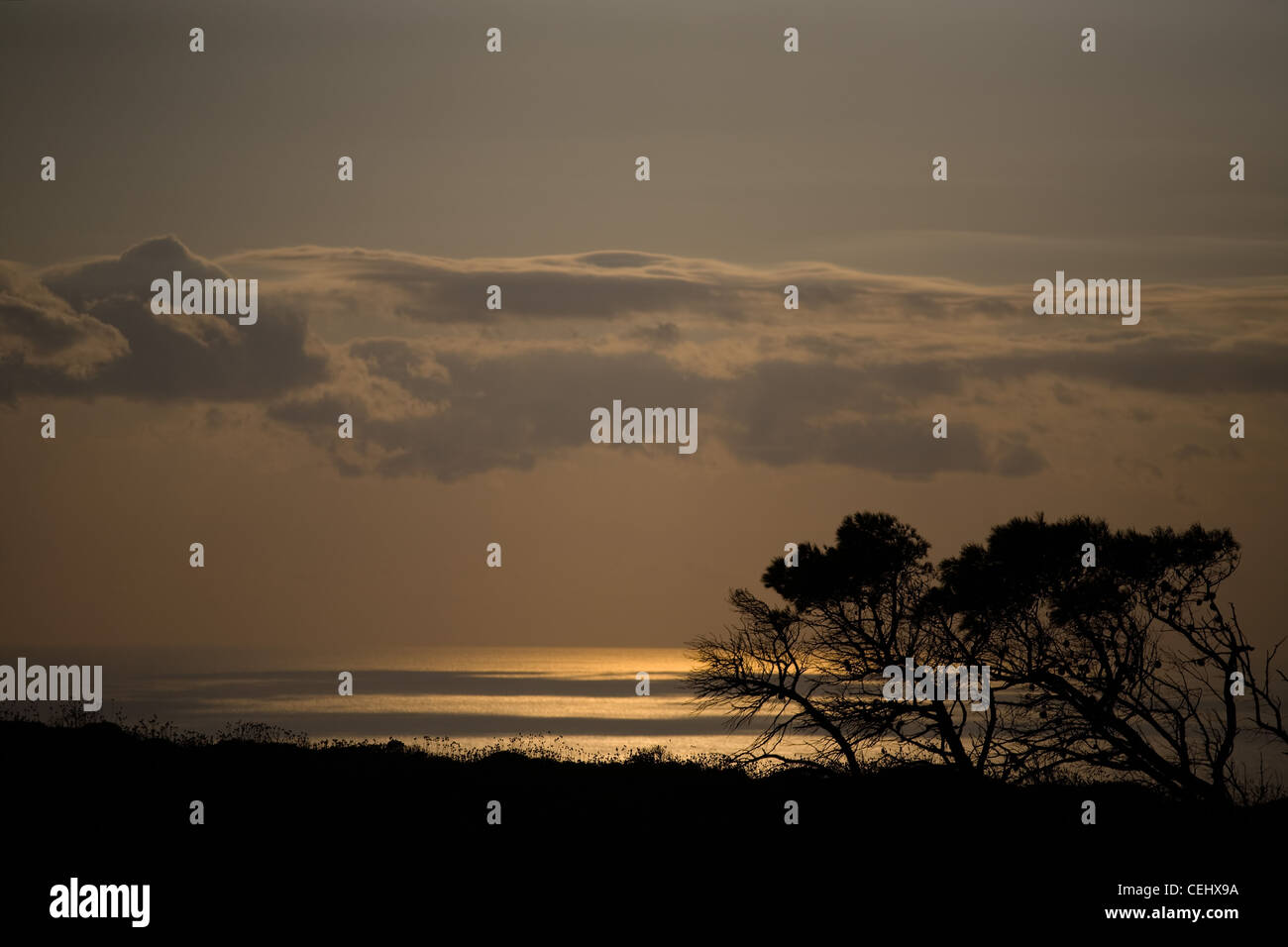 Leafless pines silhouettes with Ionic Sea in the background Stock Photo