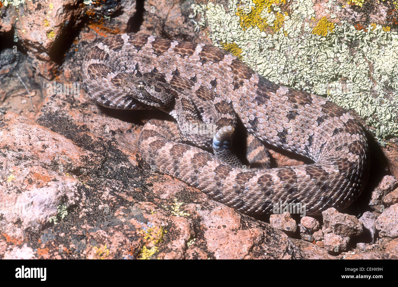 Baja rattlesnake, Crotalus enyo, Baja California, Mexico Stock Photo