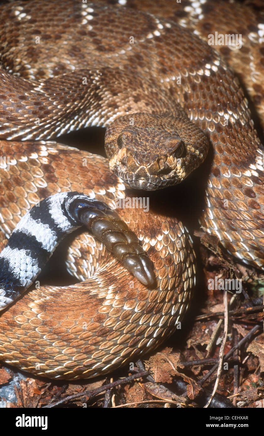 Red Diamond rattlesnake, Crotalus ruber, Baja California Norte, Mexico