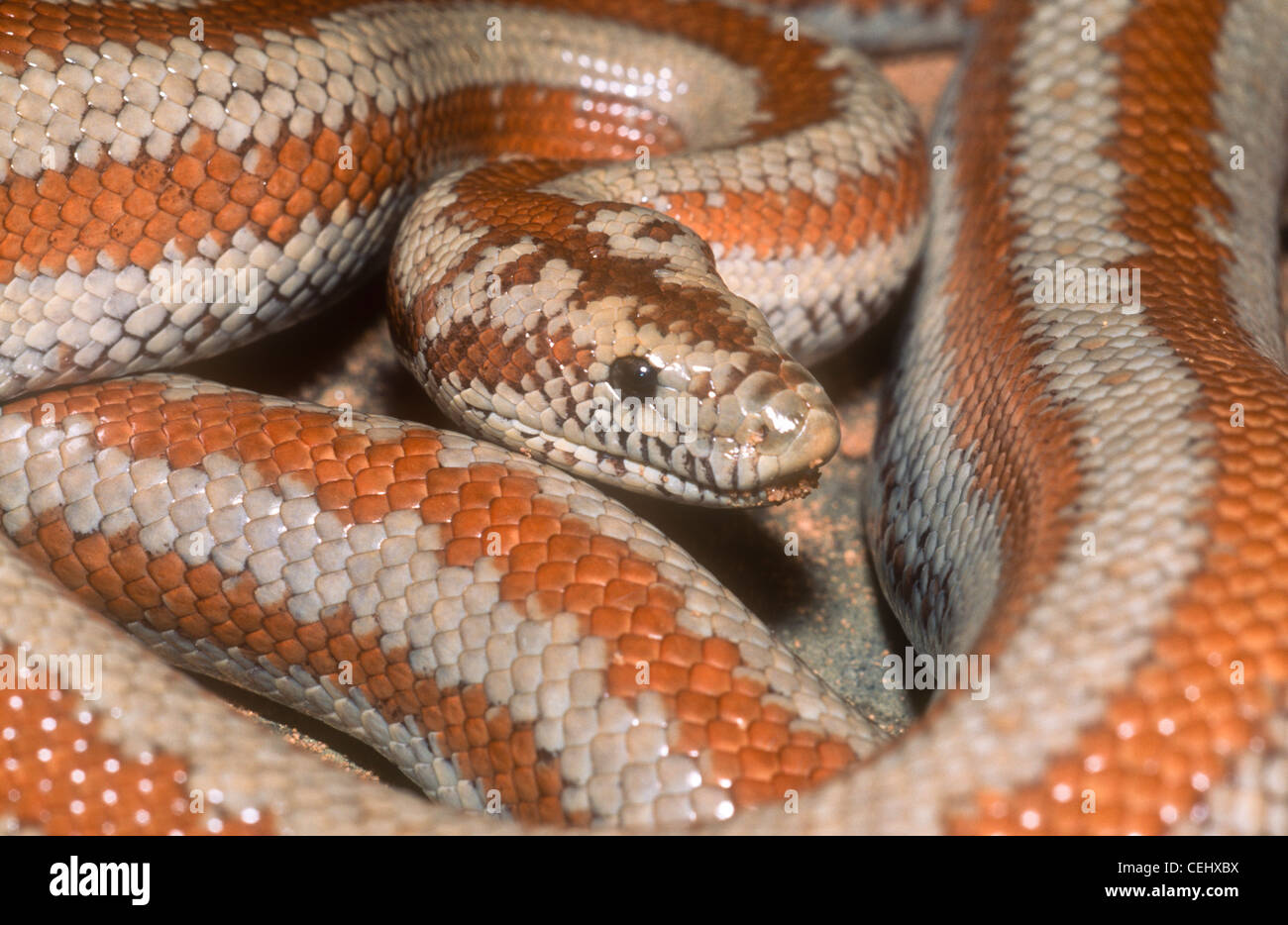 Desert rosy boa Lichanura trivigata myriolepis, also known as Charina roseofusca myriolepis, Arizona Stock Photo