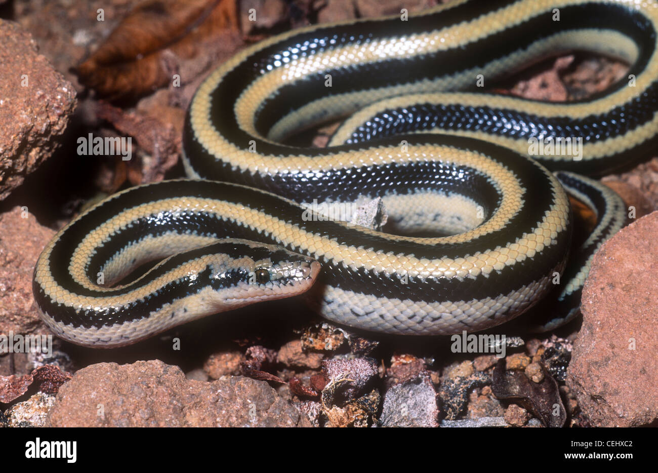Mexican rosy boa, Lichanura trivirgata trivigata, also known as Charina