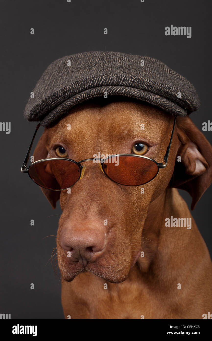 Dog newsboy cap sale
