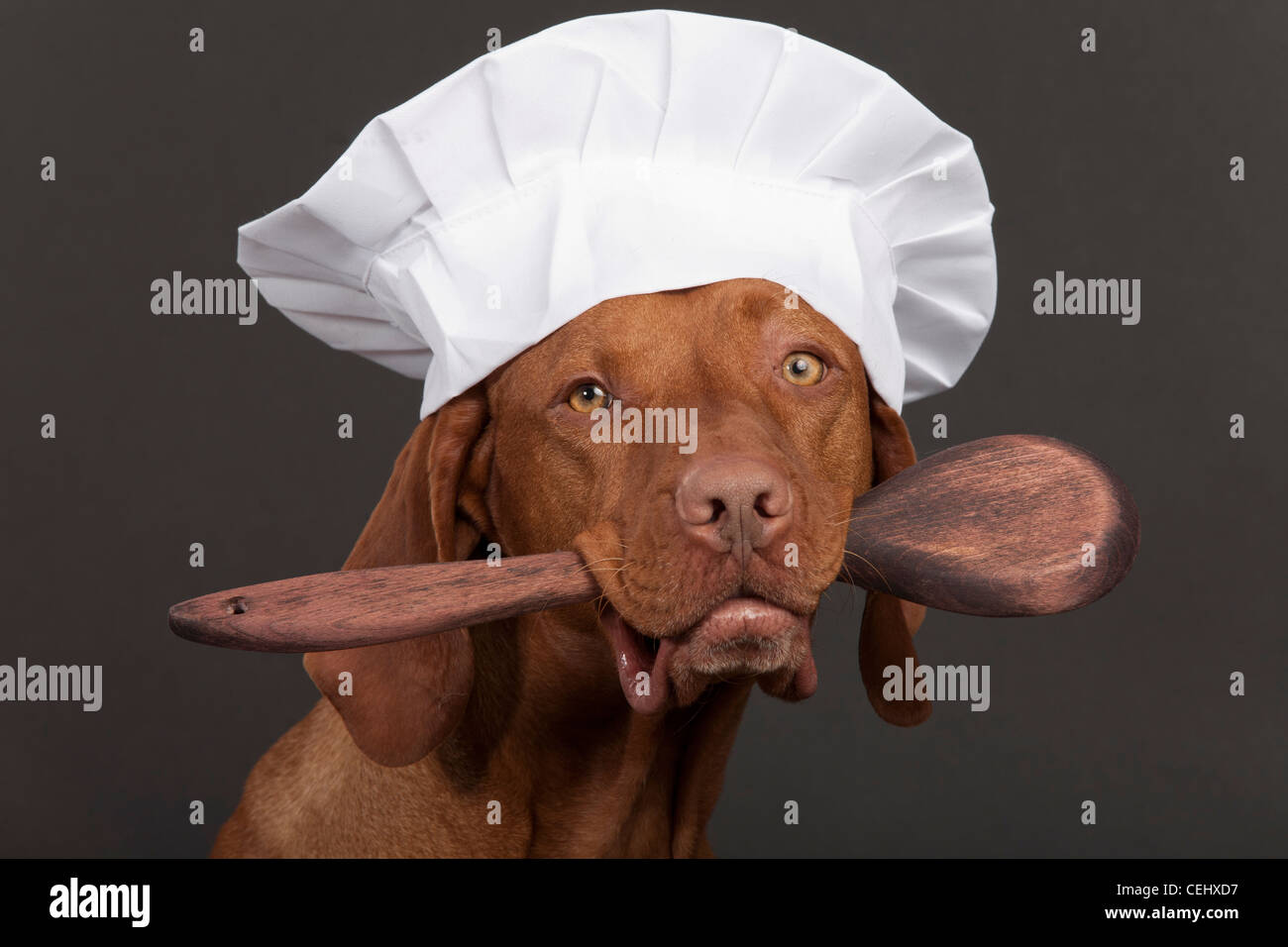 dog in chef hat