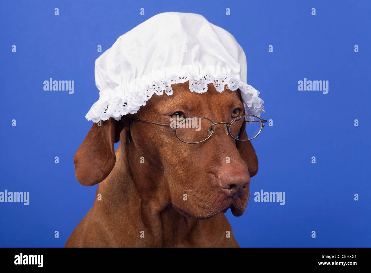 dog with grandma night cap and glasses on blue background Stock Photo