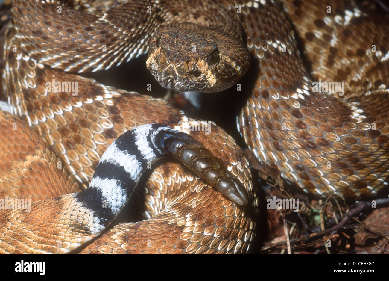 Red Diamond rattlesnake, Crotalus ruber, Baja California Norte, Mexico Stock Photo