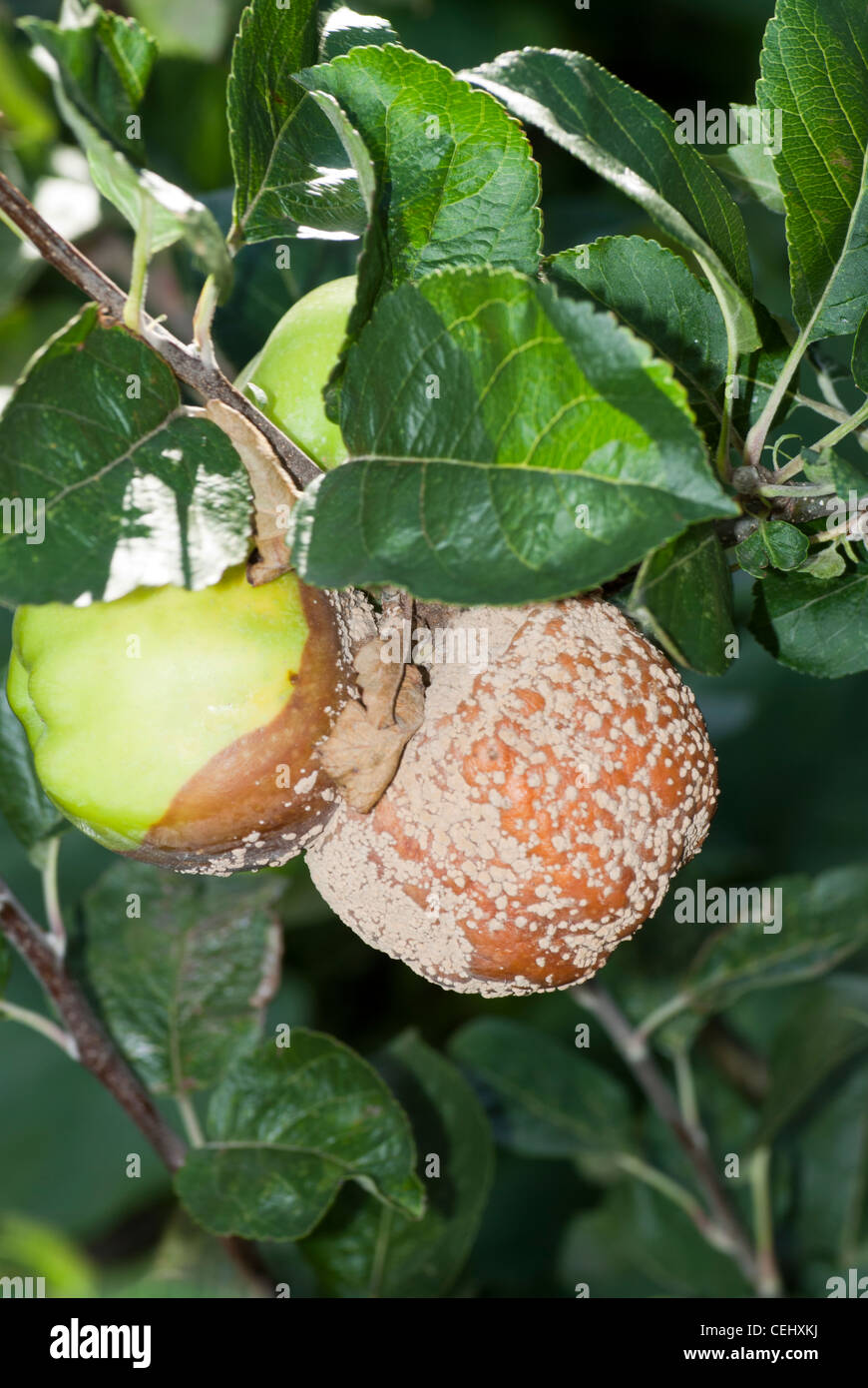 Rotting apples Stock Photo Alamy