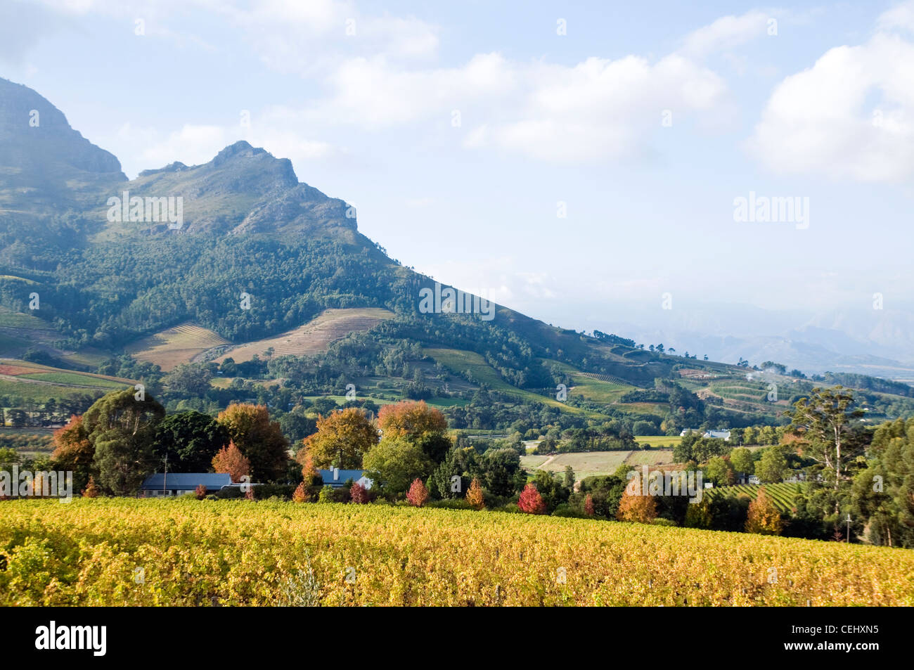 Clouds Wine Estate,Stellenbosch,Cape Wine Route,Western Cape Province Stock Photo