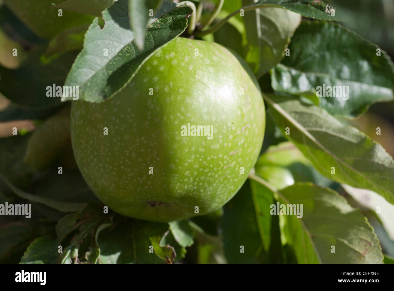 Granny Smith apple hanging from the tree Stock Photo Alamy