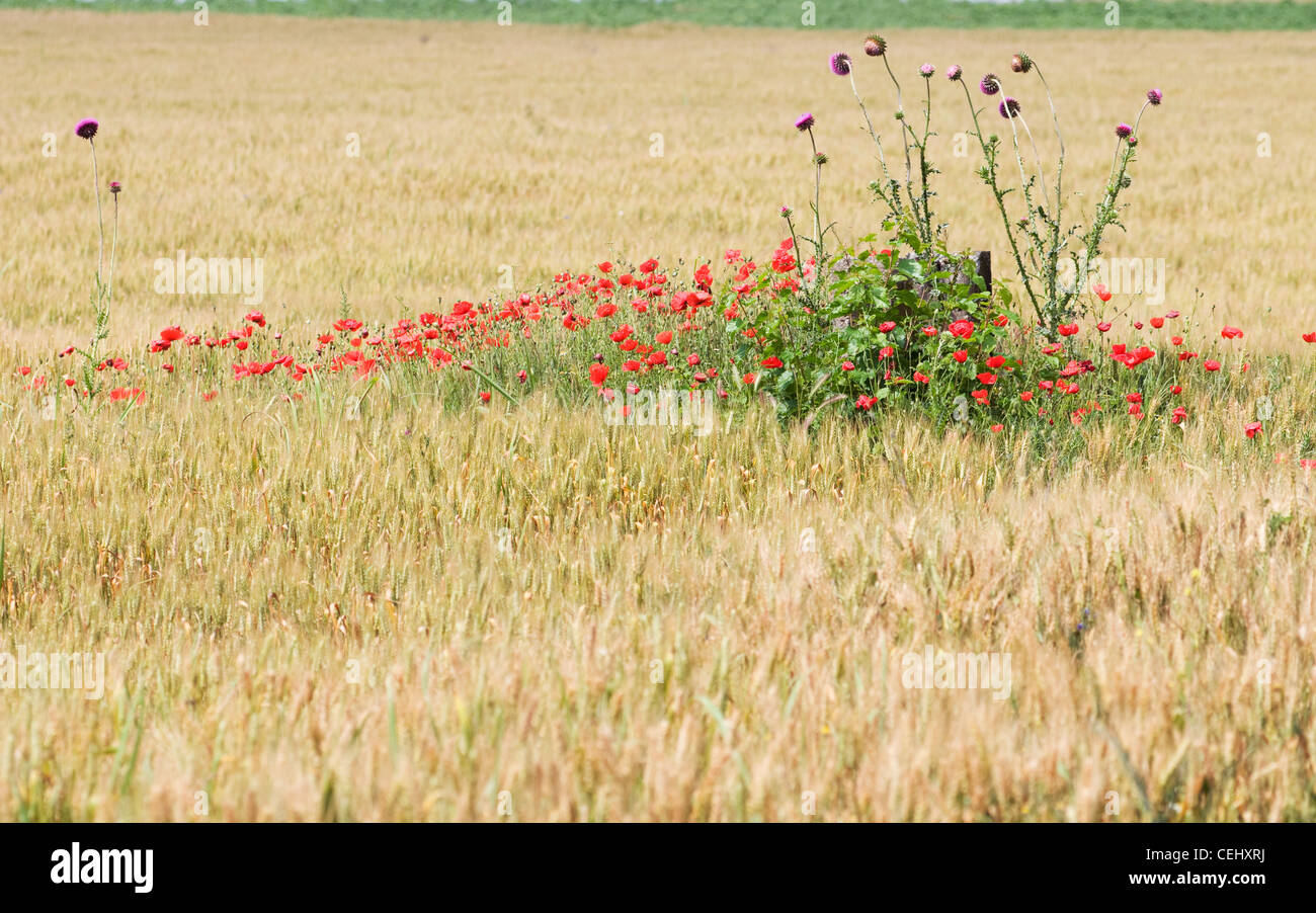 poppies in a field, Romania Stock Photo