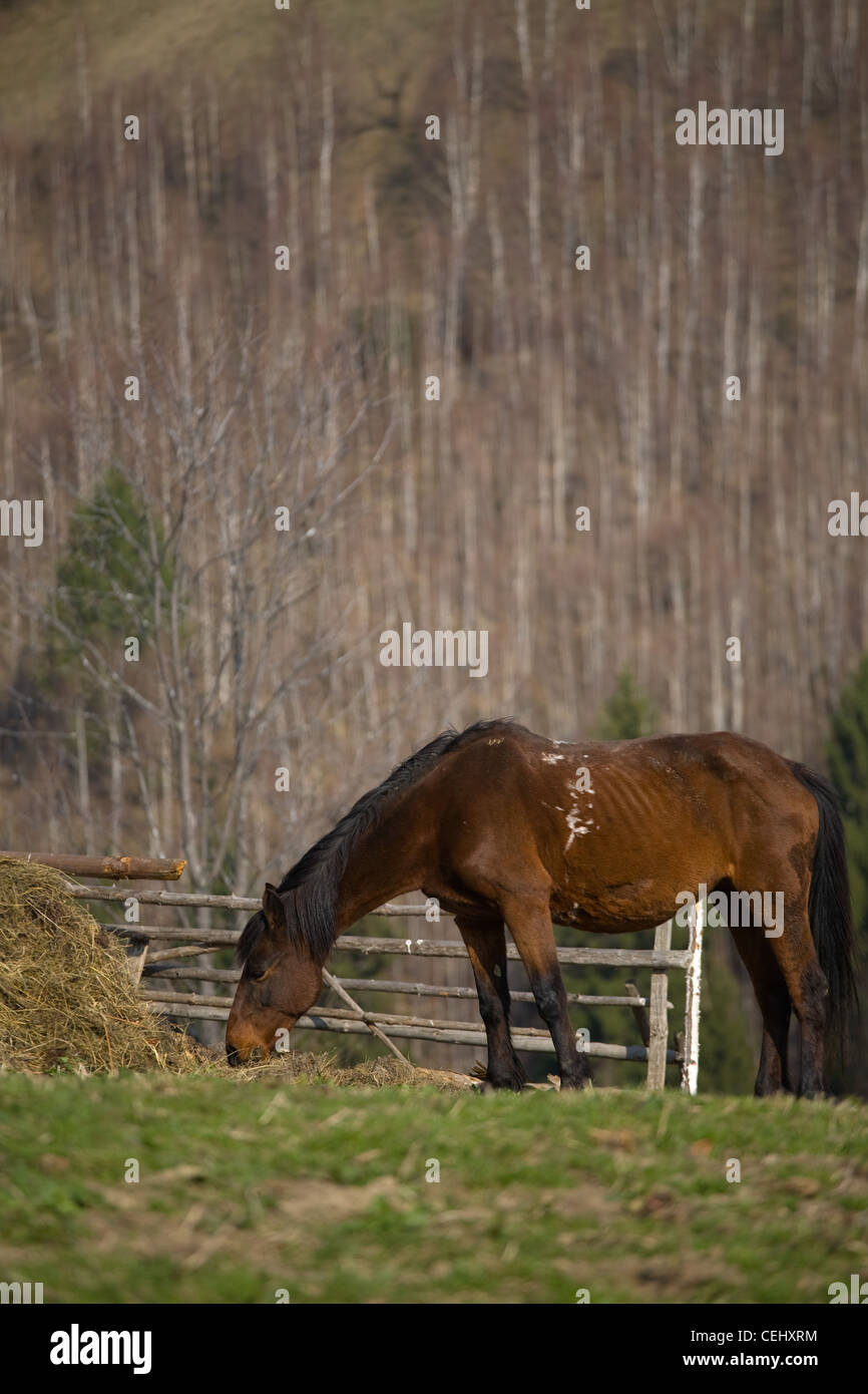 Skinny horse grazing Stock Photo