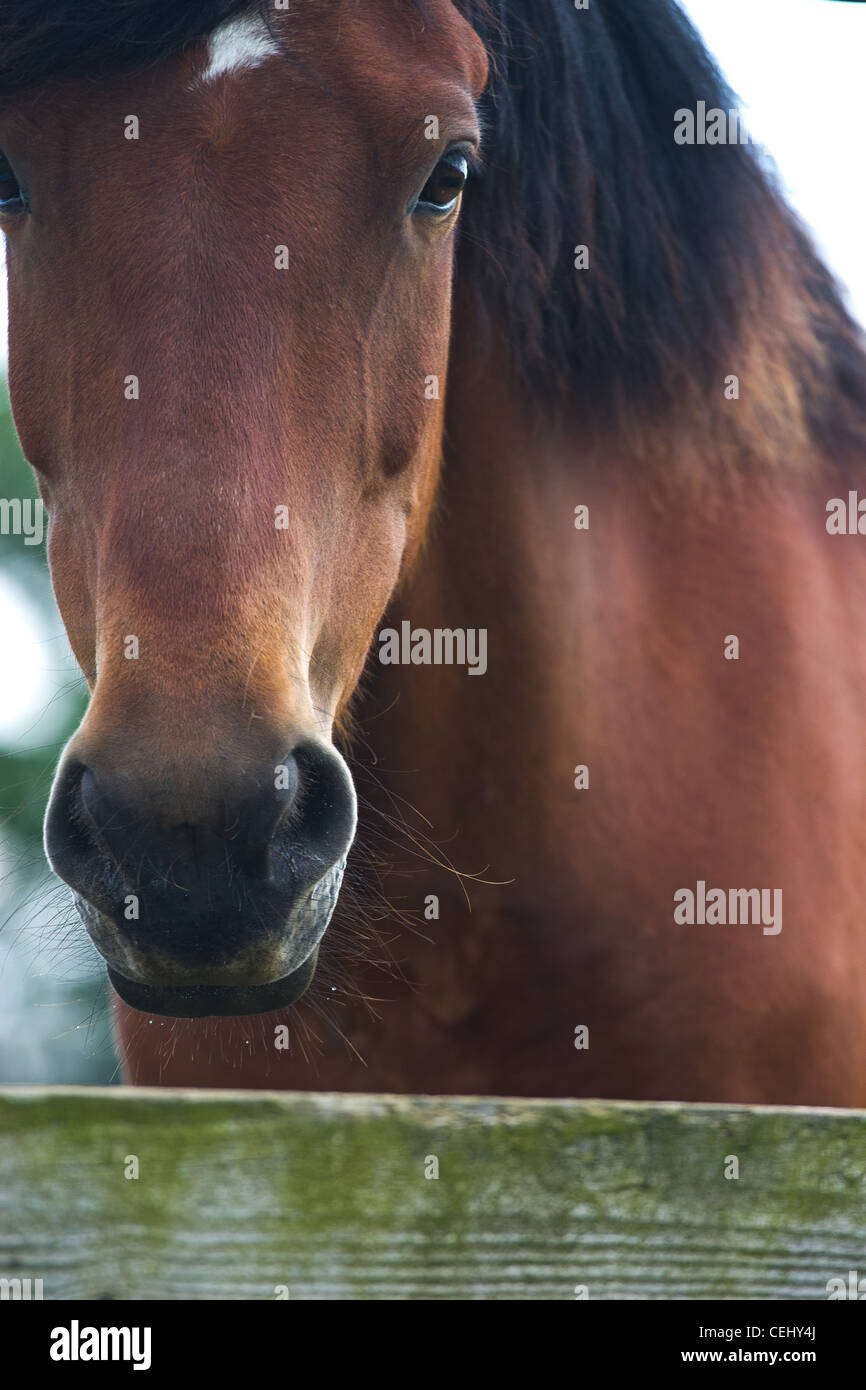 Cropped head of a chestnut horse Stock Photo