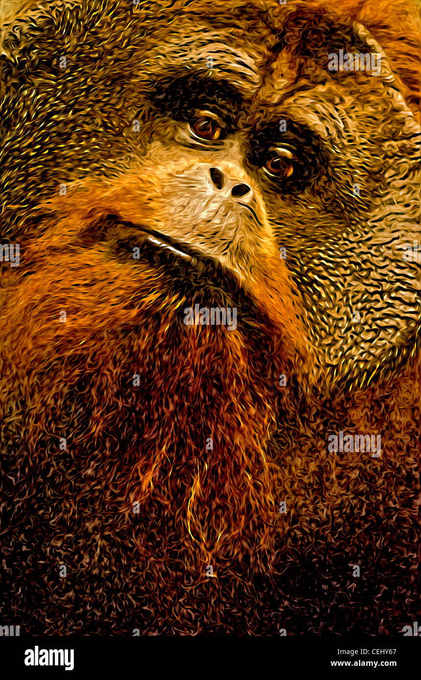 Orangutan, primate, animal Stock Photo