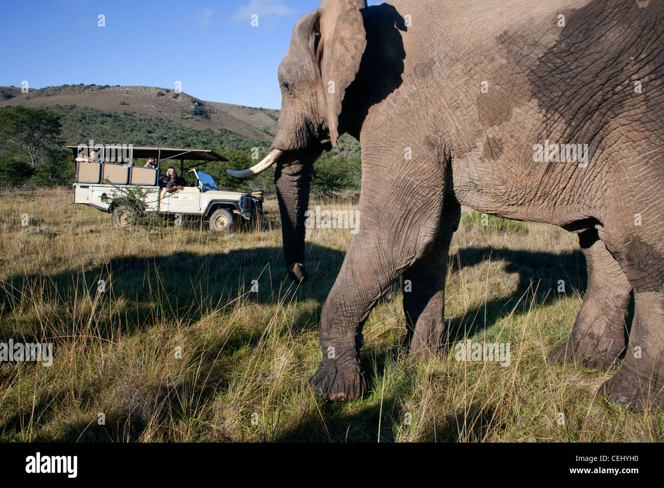 Game Drive at Addo Elephant Park,Eastern Cape Stock Photo
