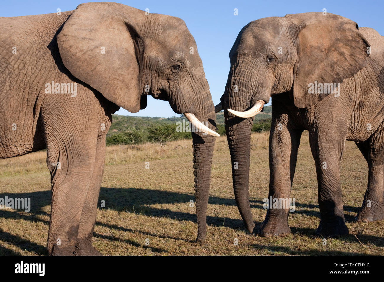 addo elephant national park eastern cape