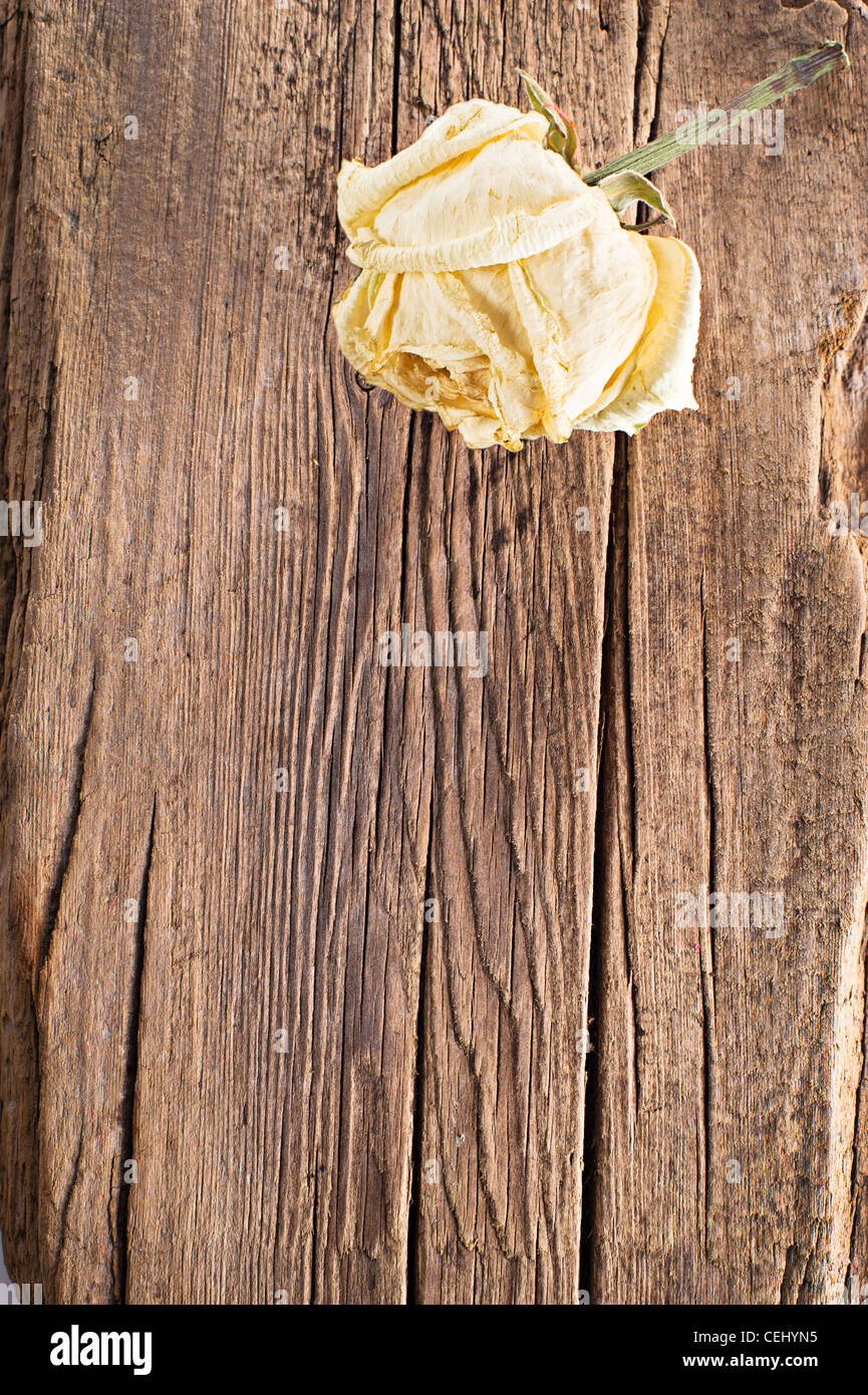 Dry rose on old wood background with copy space Stock Photo