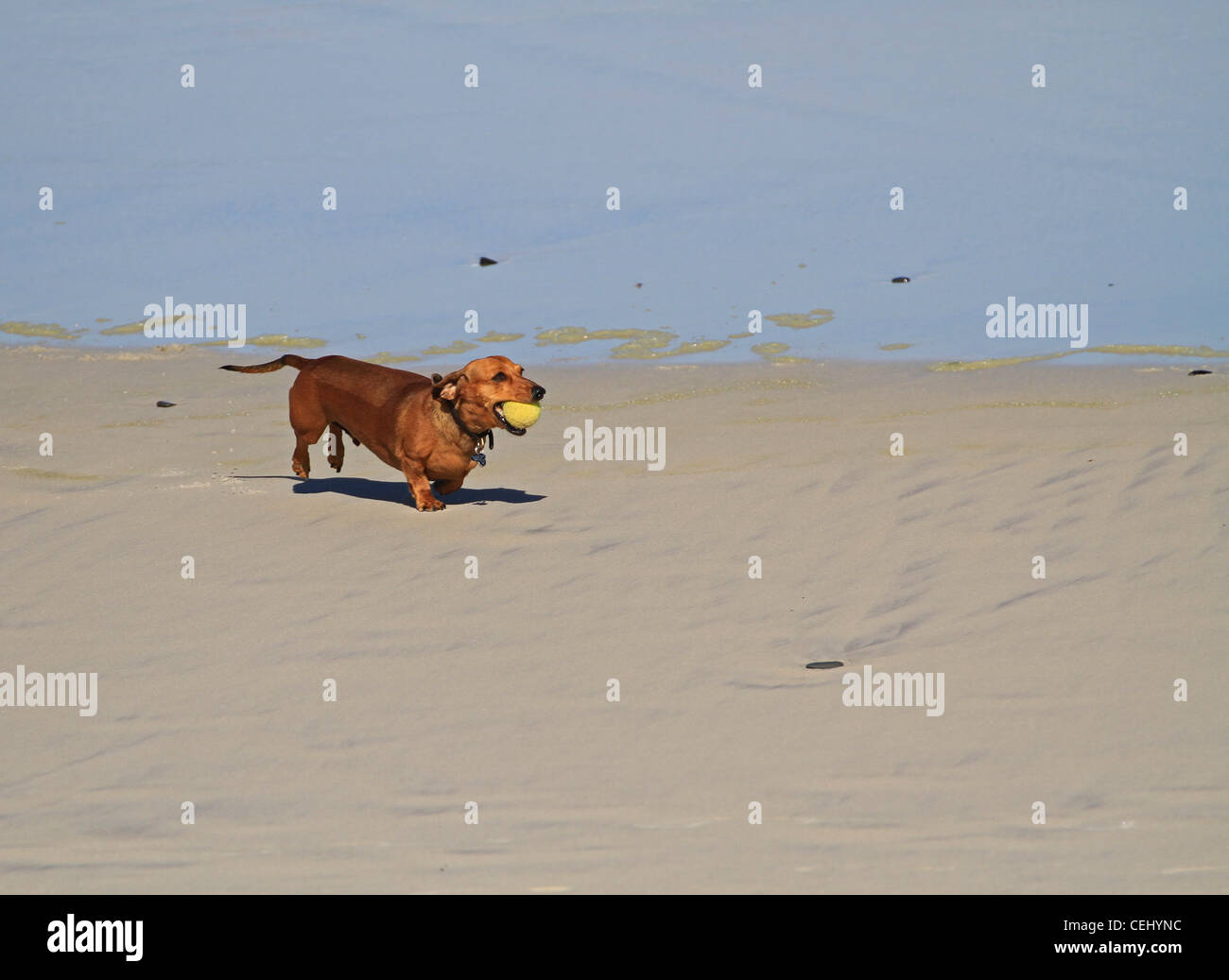 A dachshund (sausage dog) playing fetch with a tennis ball with his