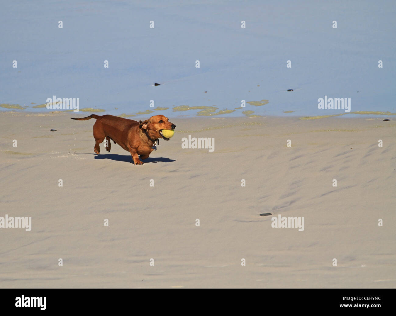 A dachshund (sausage dog) playing fetch with a tennis ball with his owner at Milnerton beach near Cape Town. Stock Photo