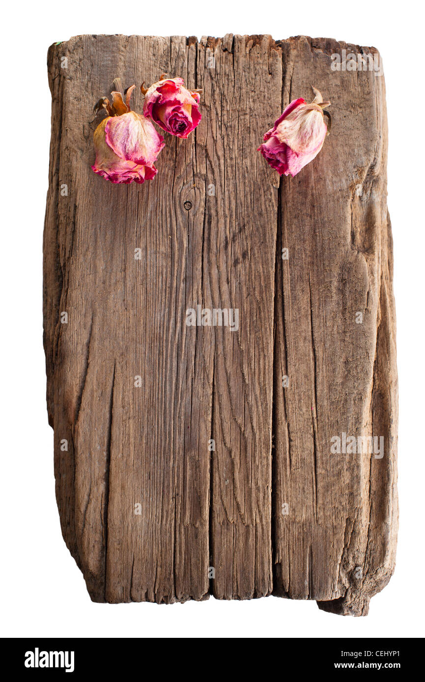 Dry pink roses on old wooden timber isolated on white background Stock Photo