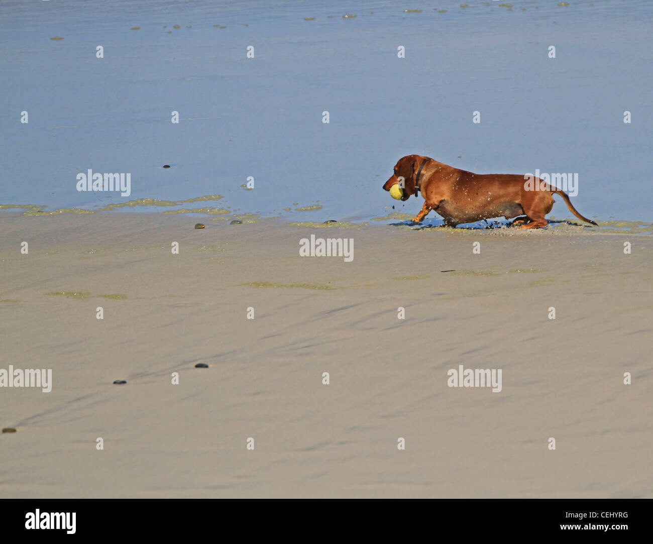 A dachshund (sausage dog) playing fetch with a tennis ball with his
