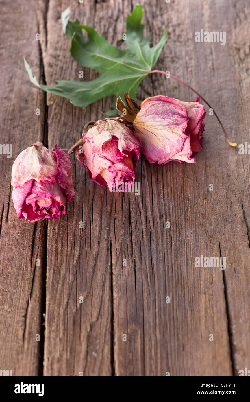 Dry roses and maple leaf on old wooden background with copy space Stock Photo