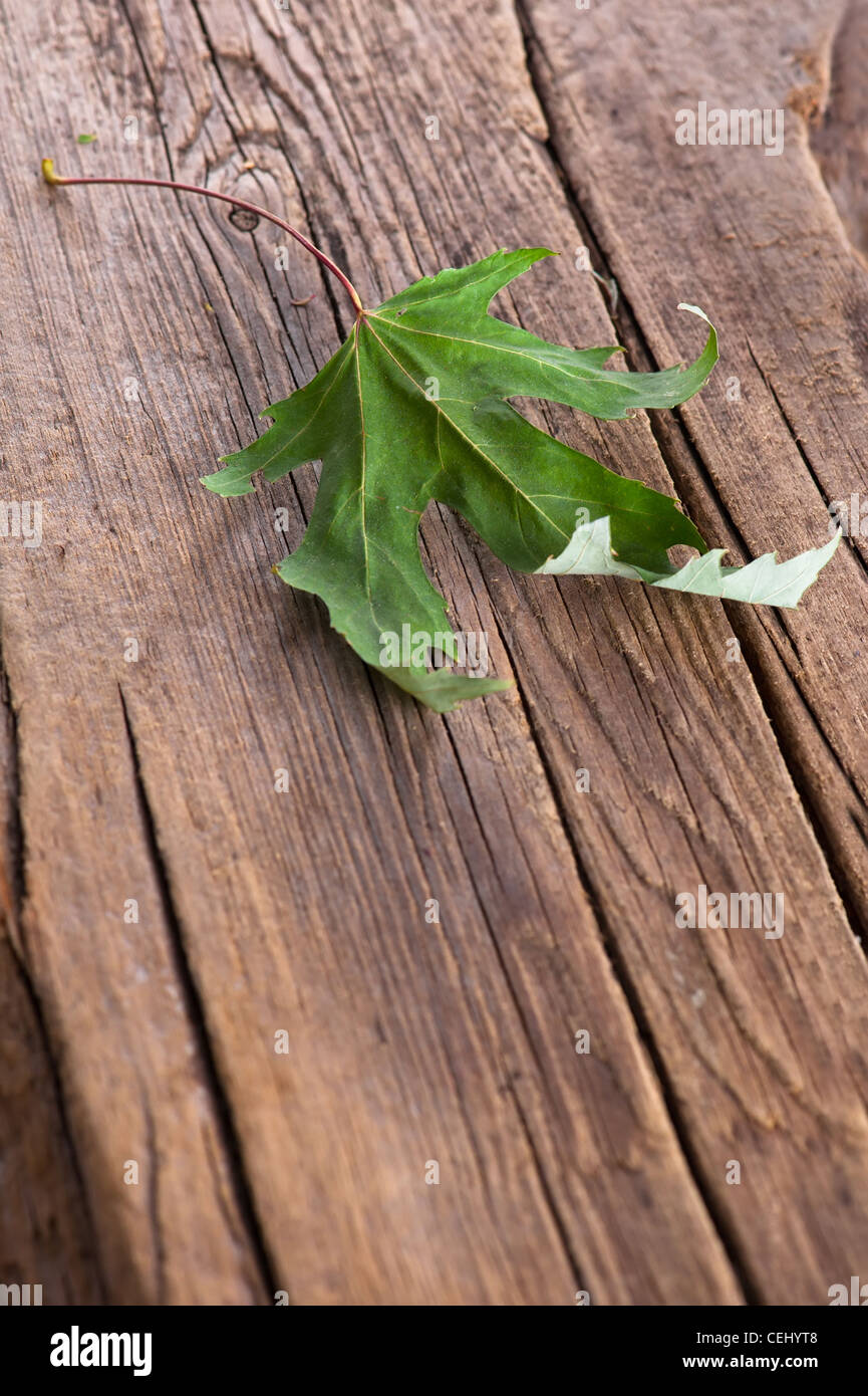 Dry maple leaf on old wooden background with copy space Stock Photo