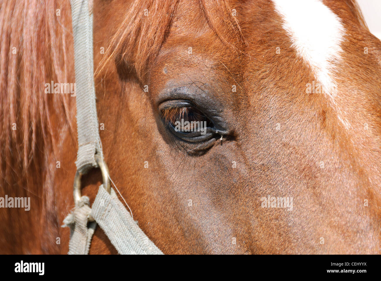 detail of the head of a horse stud Stock Photo Alamy