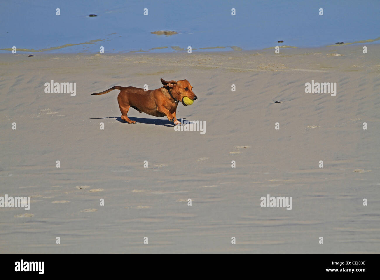 Dachshunds playing cheap tennis