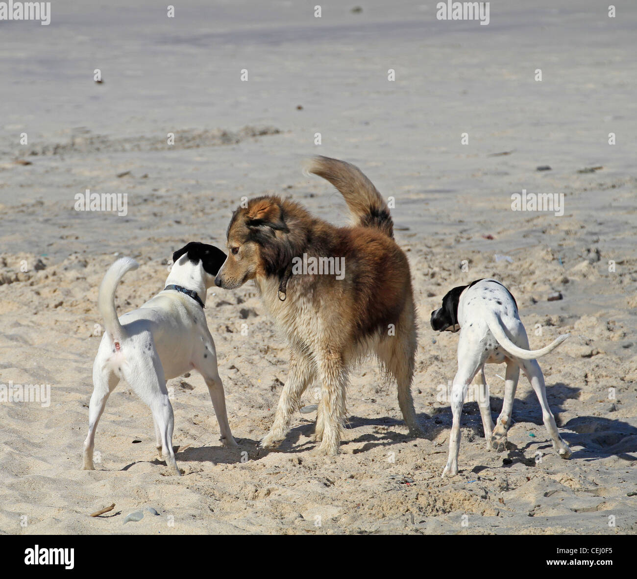 Dogs sniffing each other as they meet on Milnerton beach . Stock Photo