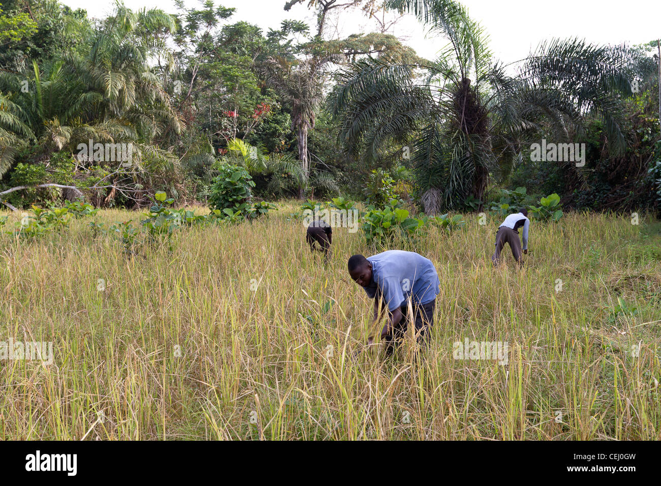 Ivory coast work hi-res stock photography and images - Alamy
