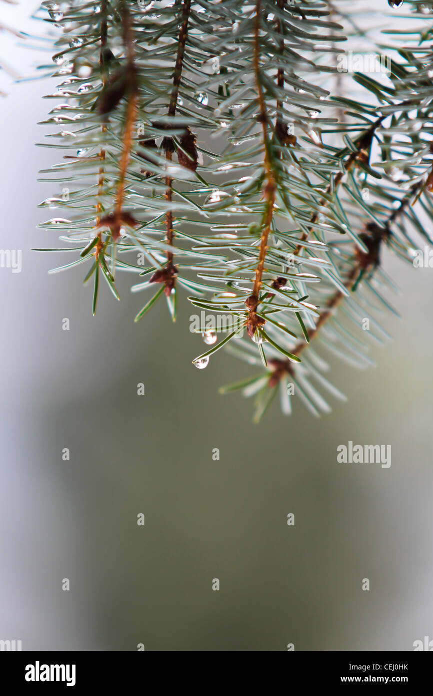 Macro view of a fir in the wintertime, just as the snow is melting. Stock Photo