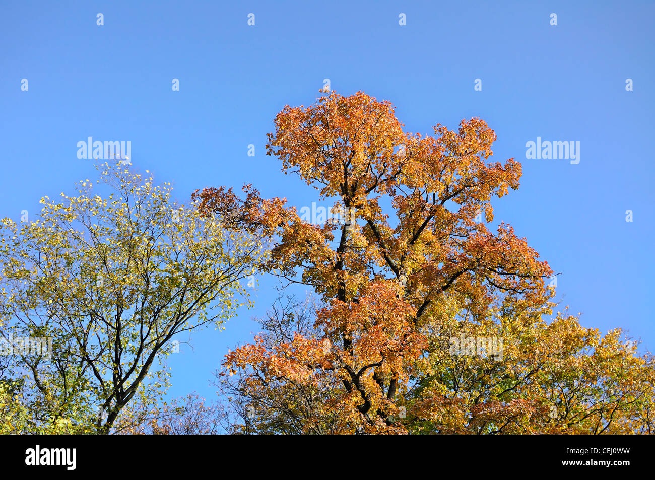 The branches of autumn trees against blue sky Stock Photo