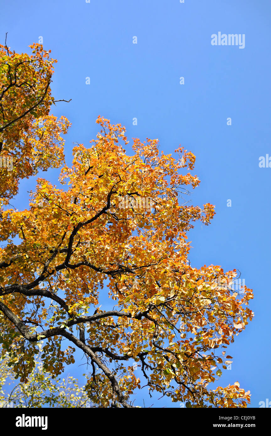 The branches of autumn trees against blue sky Stock Photo - Alamy
