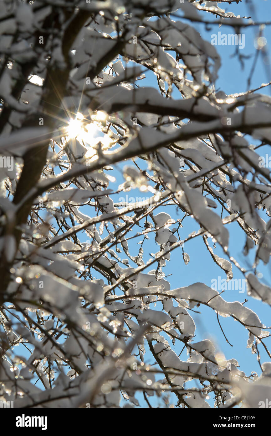 View of the sun coming through the branches in the wintertime. Stock Photo