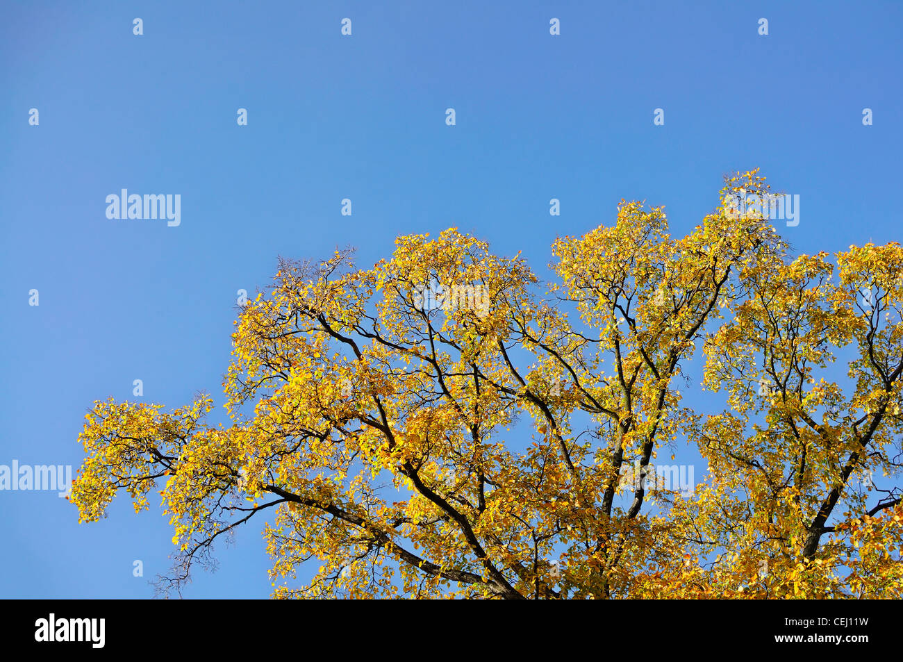 The branches of autumn trees against blue sky Stock Photo - Alamy