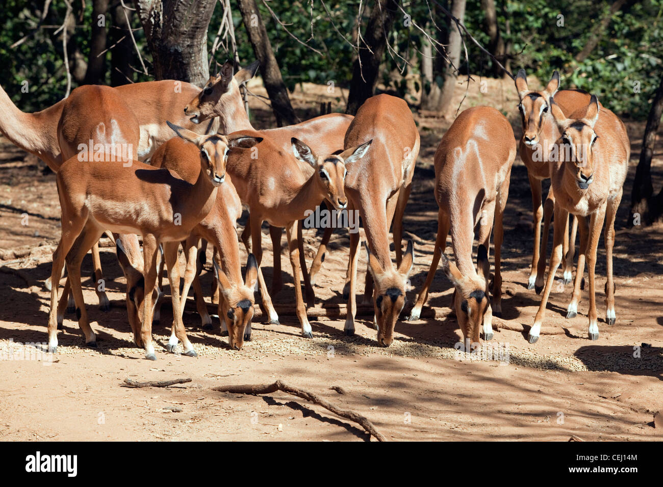 Impala and cheetah hires stock photography and images Alamy