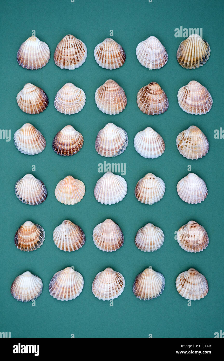 Cardita Clam Shells on a cyan background Stock Photo