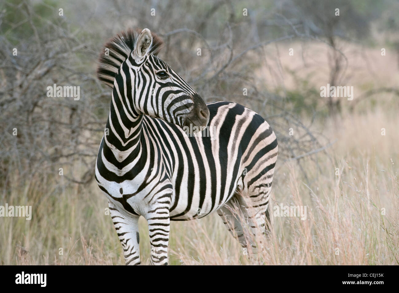 Zebra,Bakubang Safari Lodge,Pilanesberg Game Reserve,North West Province Stock Photo