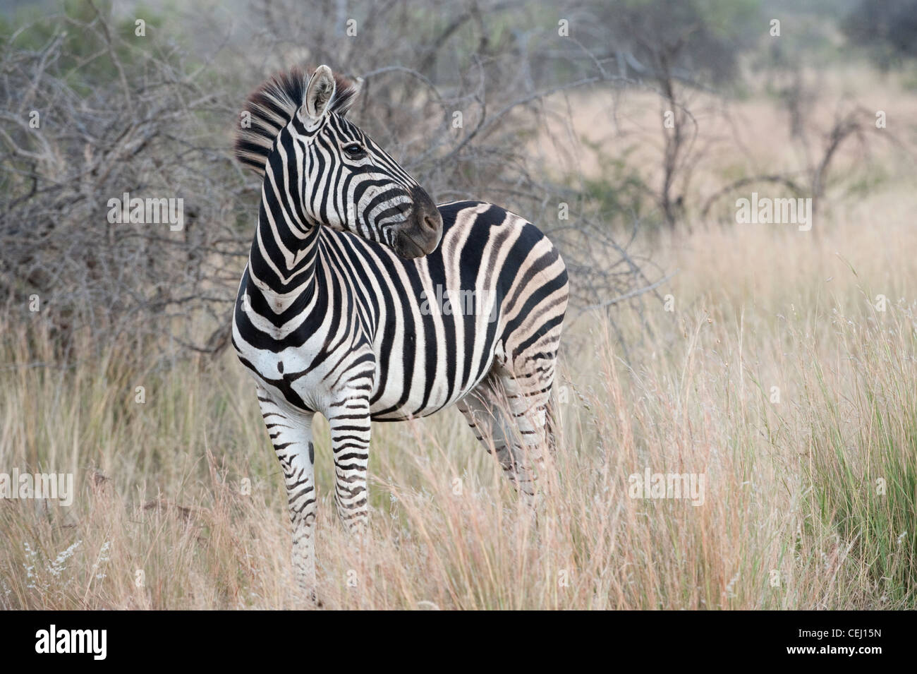 Zebra,Bakubang Safari Lodge,Pilanesberg Game Reserve,North West Province Stock Photo