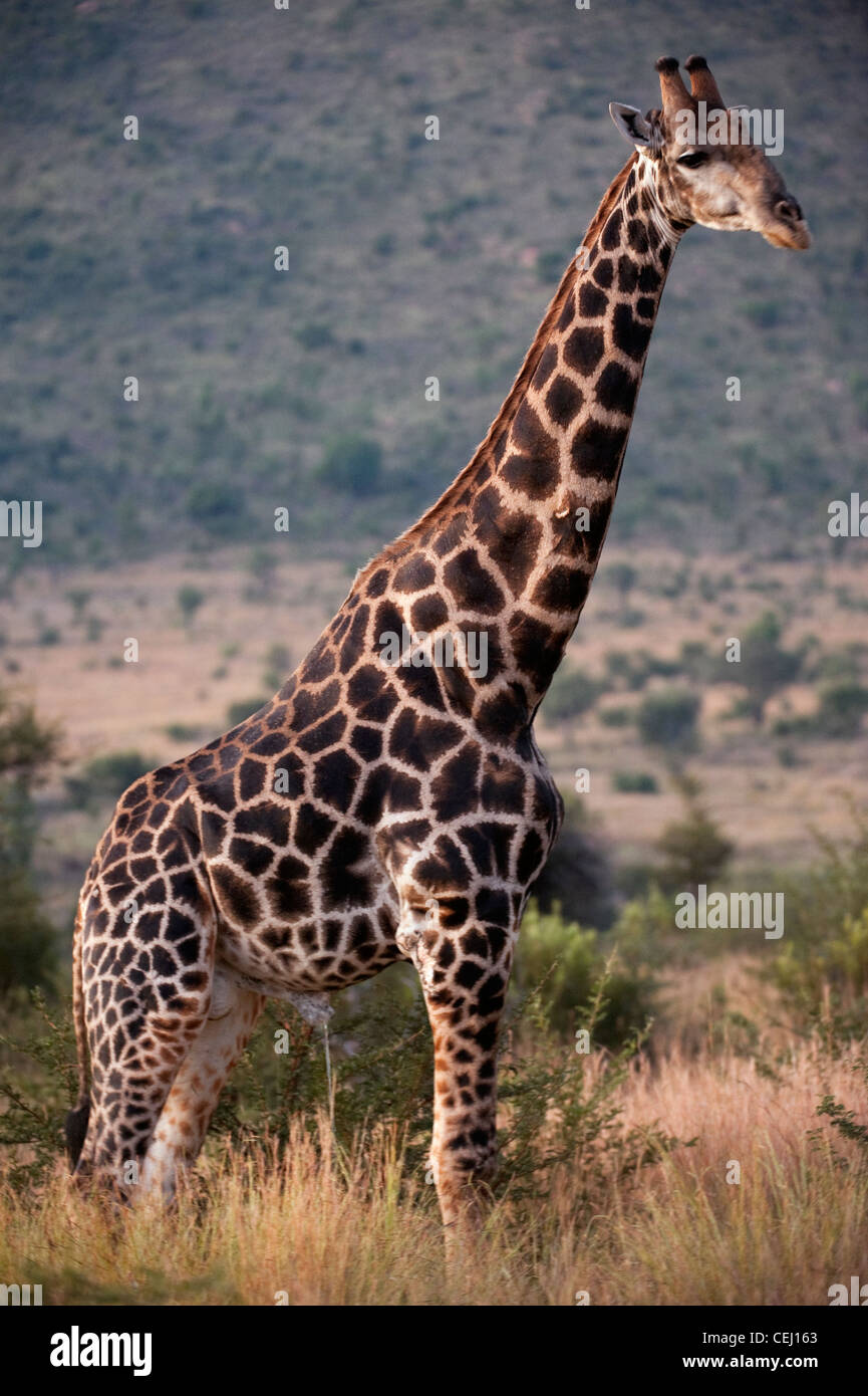 Giraffe,Bakubang Safari Lodge,Pilanesberg Game Reserve,North West Province Stock Photo