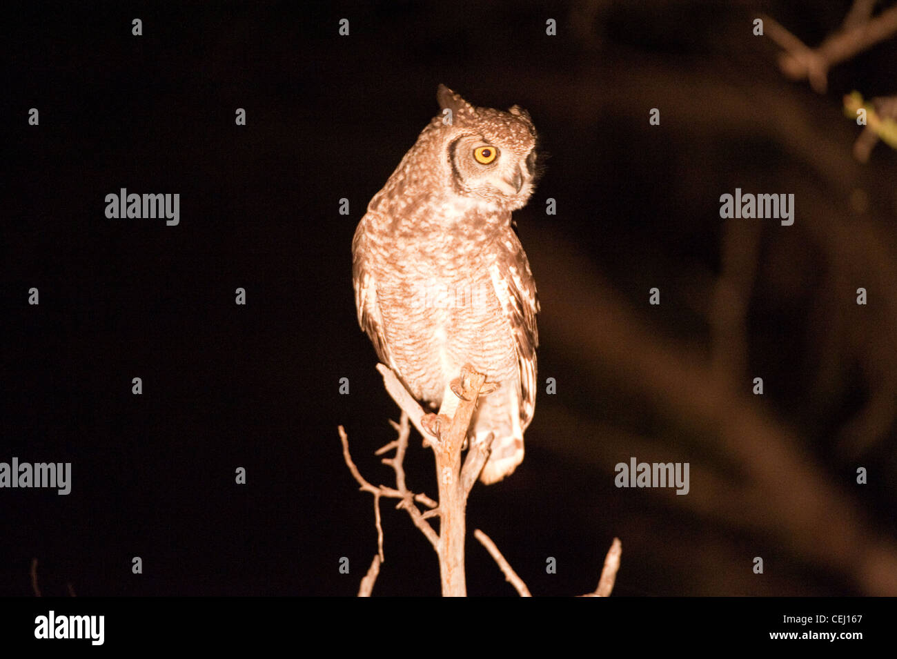 Owl in tree at night,Bakubang Safari Lodge,Pilanesberg Game Reserve,North West Province Stock Photo