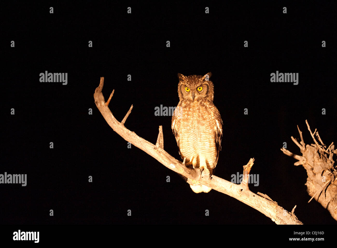 Owl in tree at night,Bakubang Safari Lodge,Pilanesberg Game Reserve,North West Province Stock Photo