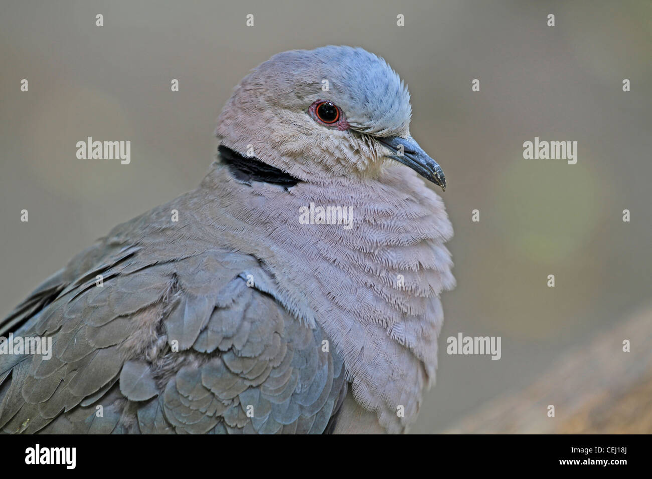 Cape Turtle Dove also known as Ringnecked Dove and HalfCollared Dove,(Streptopelia capicola