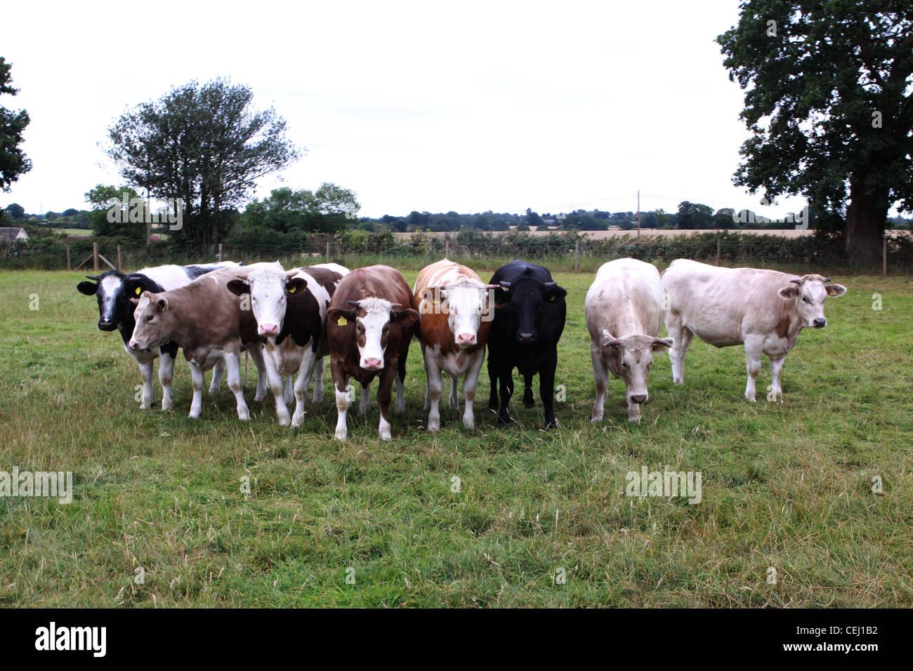 cows line up in field on farm Stock Photo Alamy