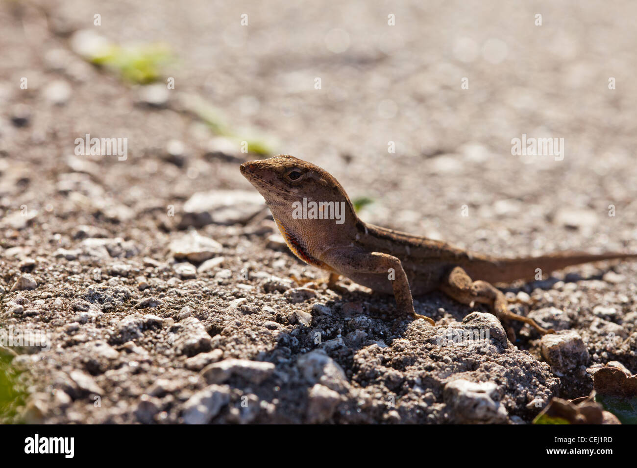 Brown Anole, Anolis Sagrei, native floridian lizard with dewlap