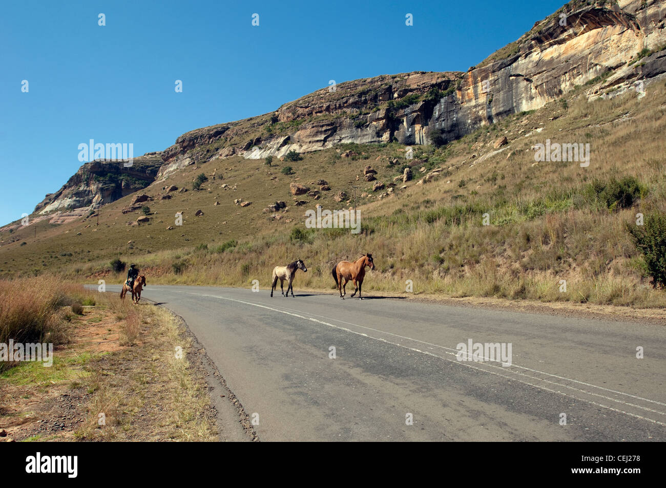 Horses on road,Golden Gate National Park,Eastern Free State Province Stock Photo