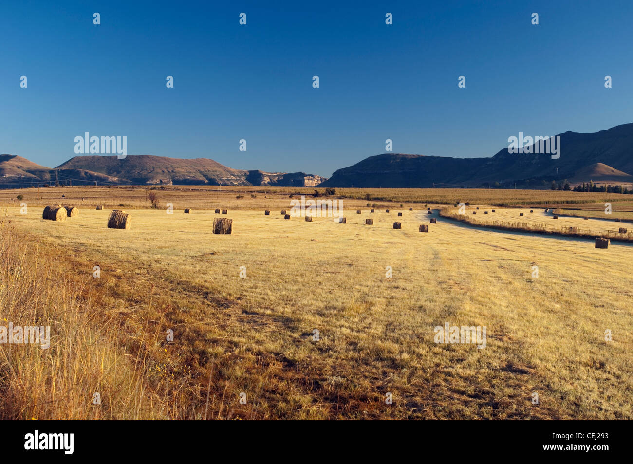 Hay bales in field,Eastern Free State Province Stock Photo