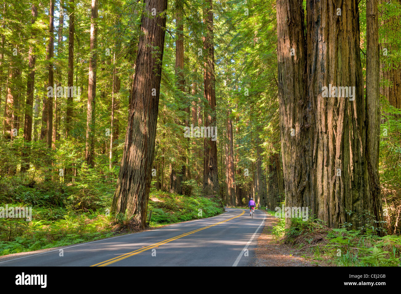 Avenue of the Giants Stock Photo - Alamy