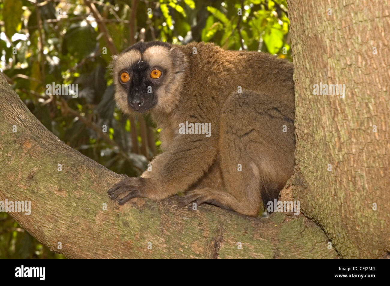 Indian ocean mayotte ngoudja brown lemur lemur fulvus hi-res stock ...